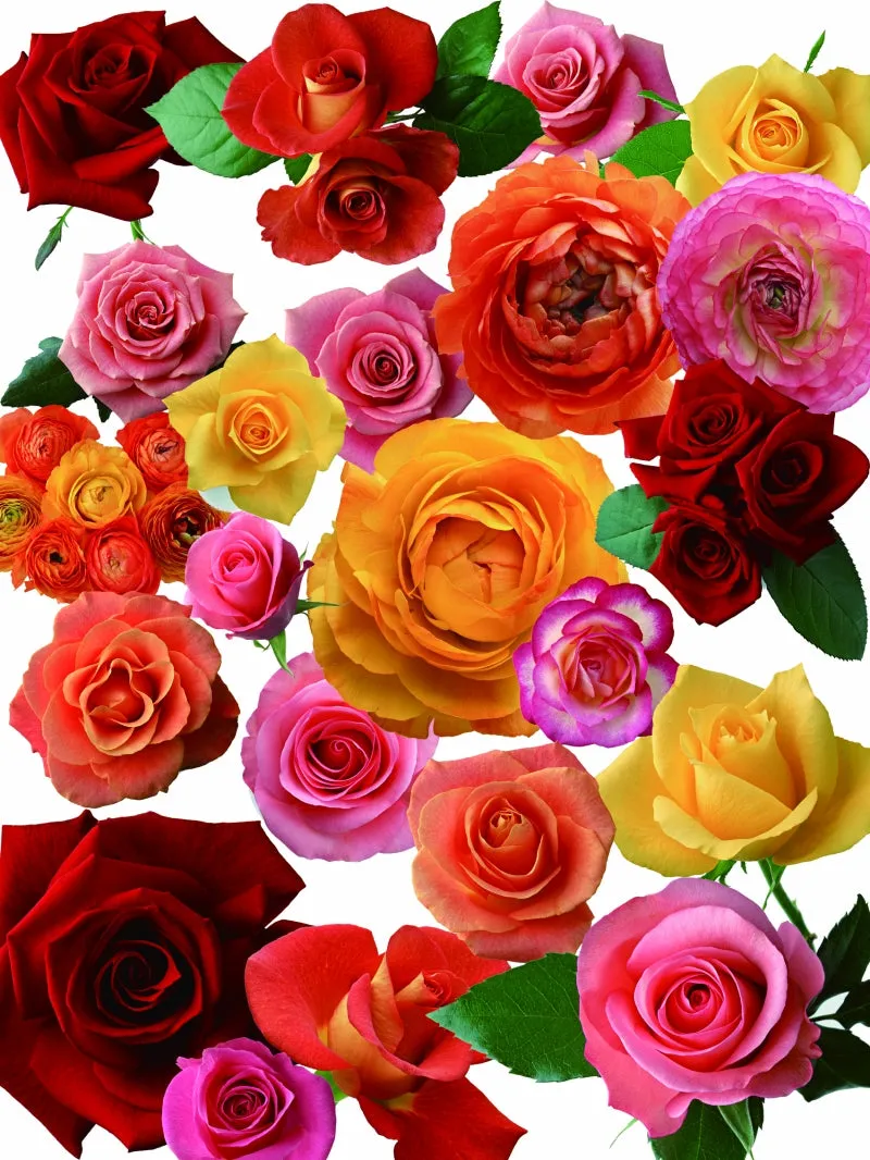 ★Photoshop PSD Decorative Elements-Lose Flower V.2